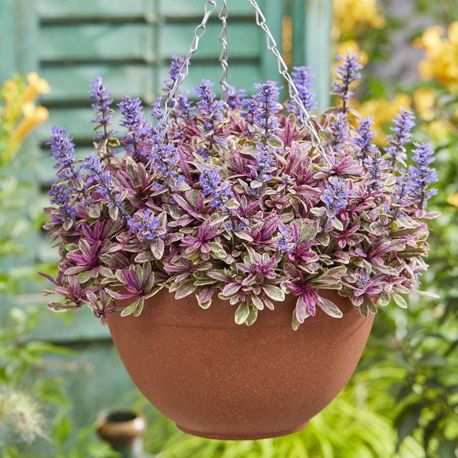 Ajuga Princess Nadia