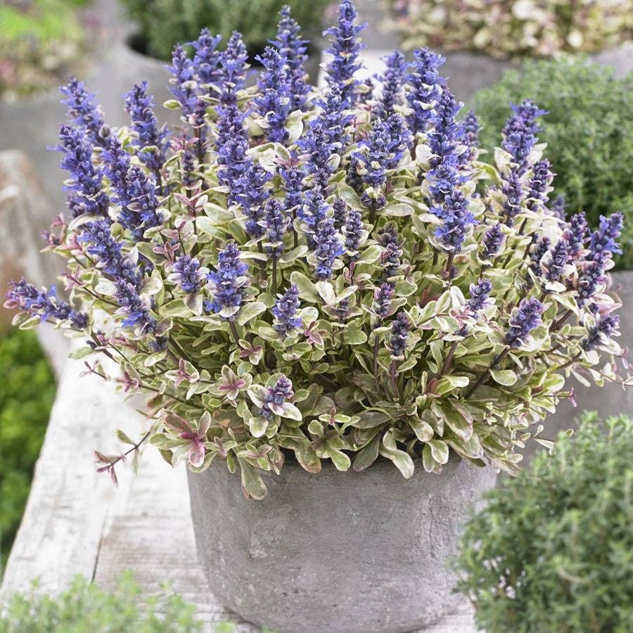 Ajuga Princess Nadia