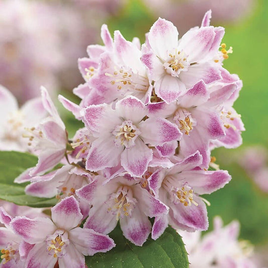 Deutzia Raspberry Sundae