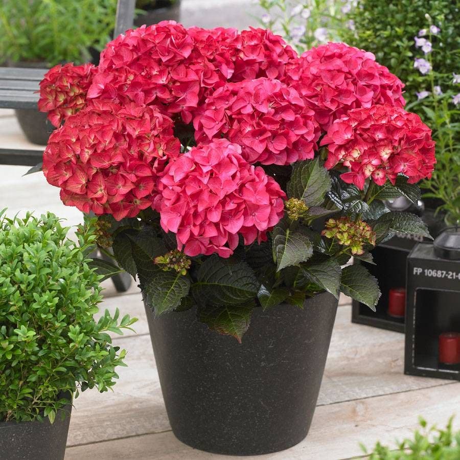Hydrangea Tuxedo® Red Bigleaf Hydrangea