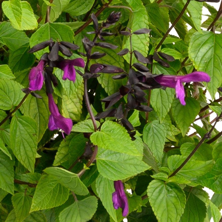 Salvia BODACIOUS® 'Smokey Jazz'