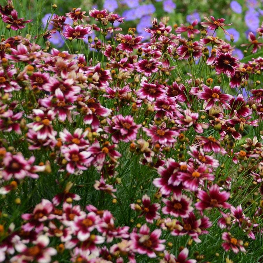 Coreopsis 'Berry Chiffon'