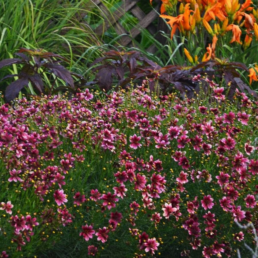 Coreopsis 'Berry Chiffon'
