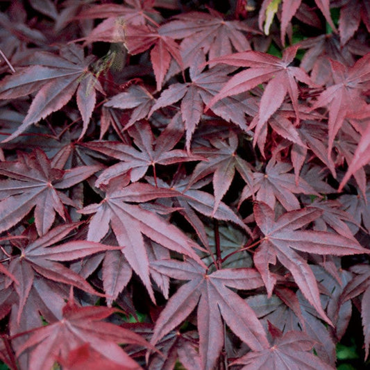 Acer 'Emperor One'