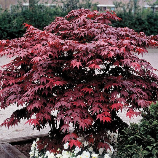 Acer 'Bloodgood'