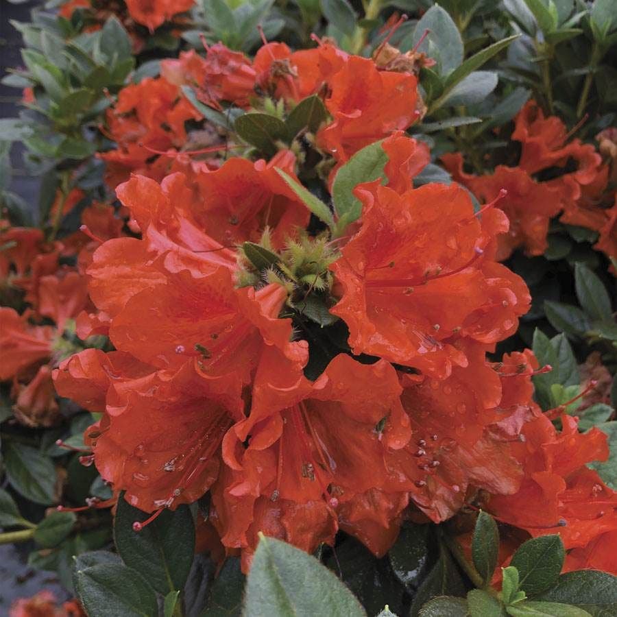 Rhododendron PERFECTO MUNDO® Orange Azalea