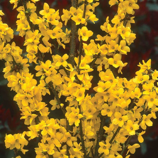 Forsythia Gold Tide®