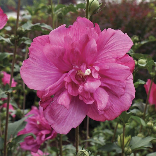 Hibiscus Magenta Chiffon® Rose of Sharon