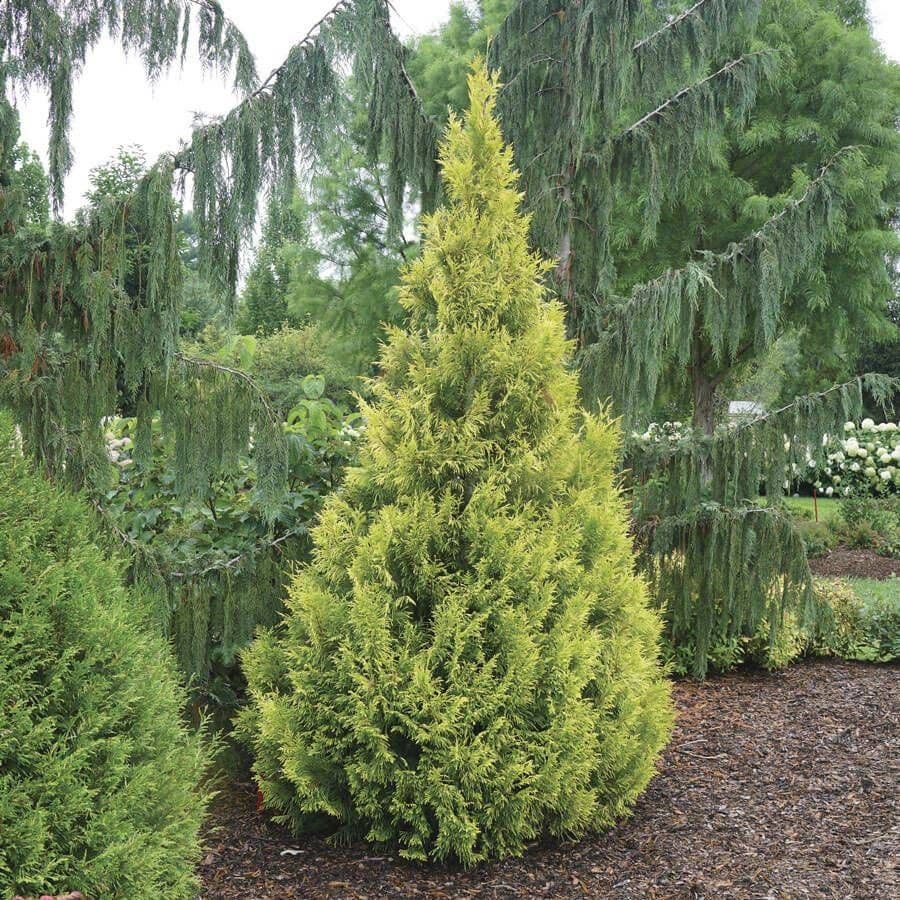 Thuja Fluffy® – Park Seed
