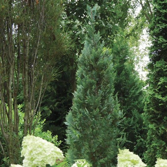 Chamaecyparis Pinpoint® Blue