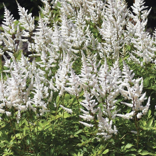 Astilbe 'White Gloria'