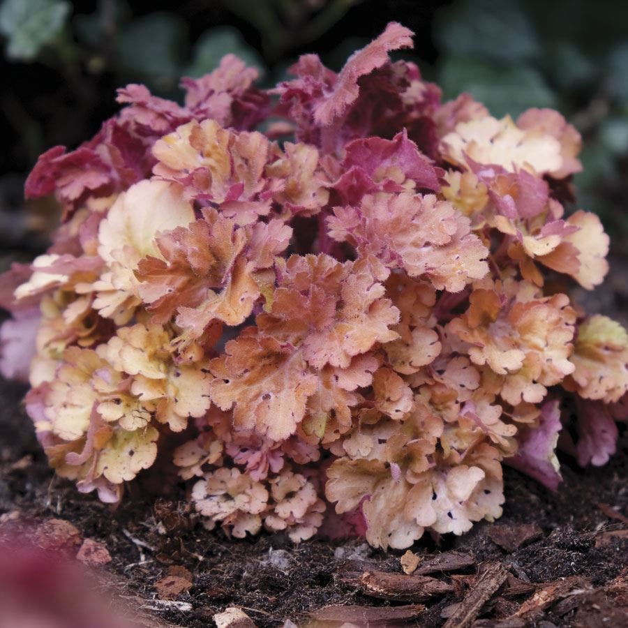Huechera 'Frilly'