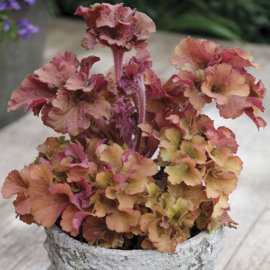 Huechera 'Frilly'