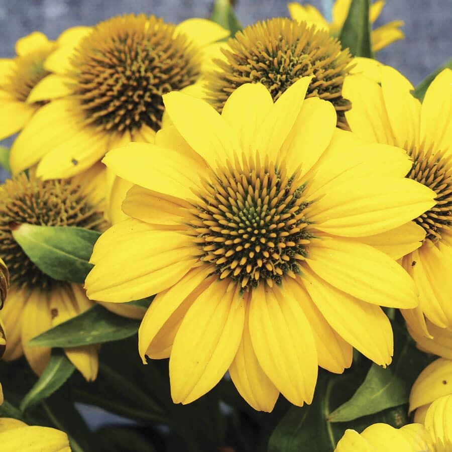 Echinacea Sombrero Poco™ Yellow