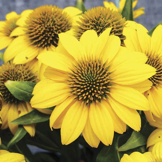 Echinacea Sombrero Poco™ Yellow