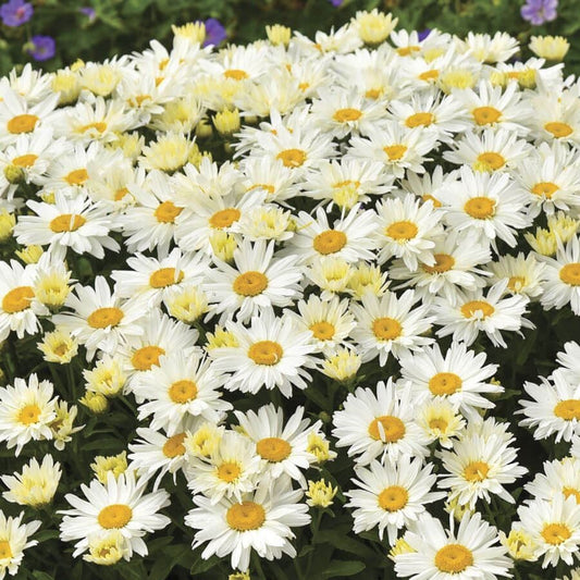 Leucanthemum 'Cream Puff'
