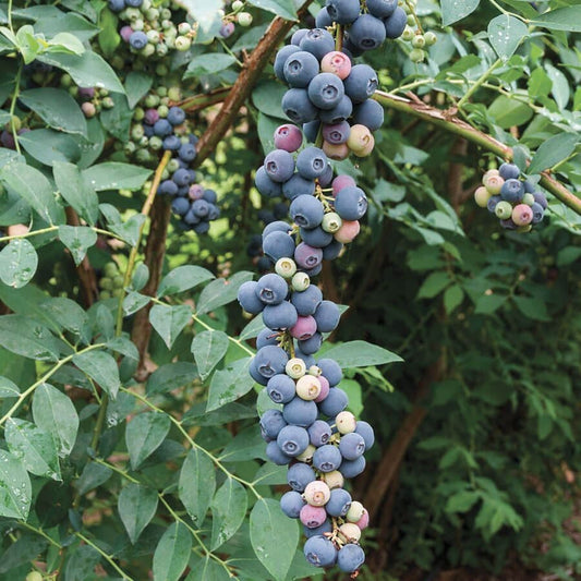 Vaccinium 'Elliott' Blueberry
