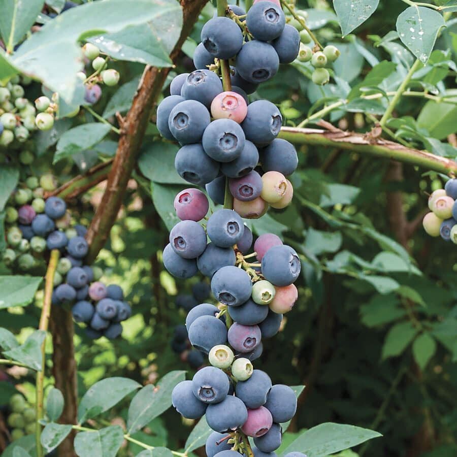 Vaccinium 'Elliott' Blueberry