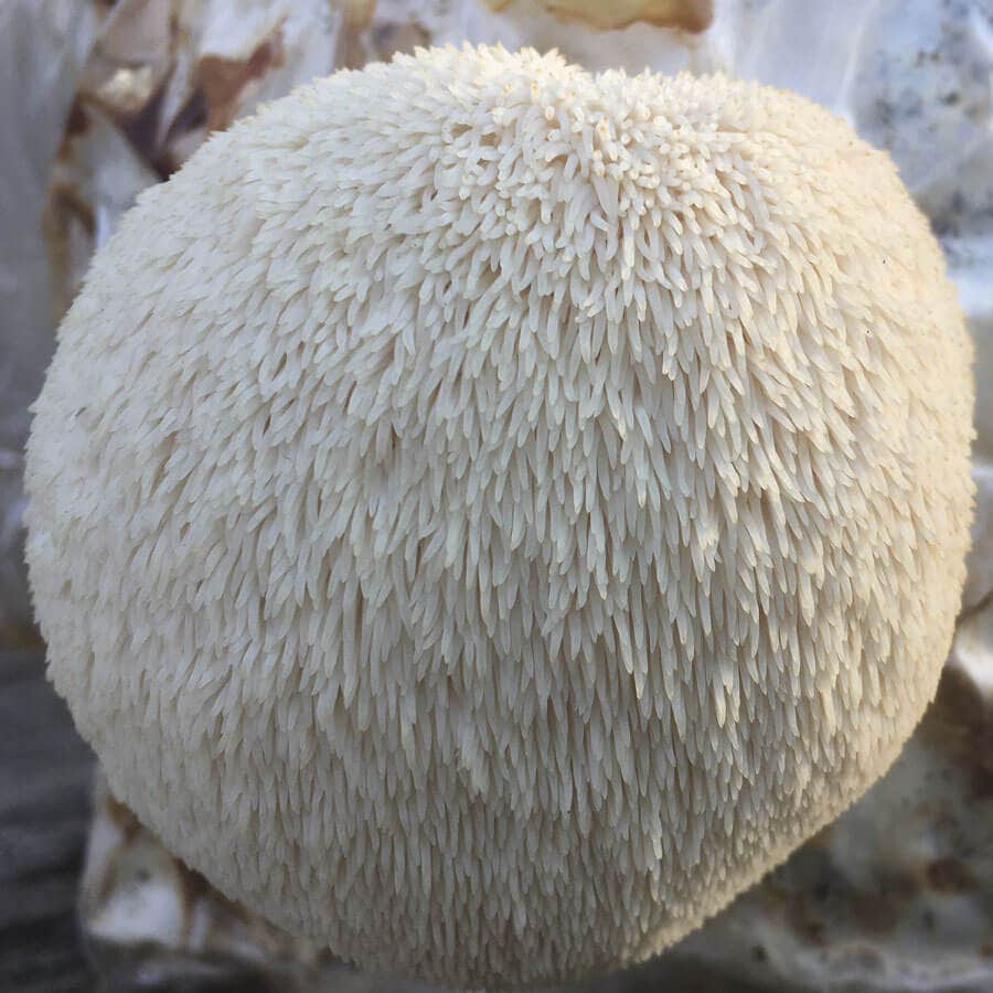Mushroom Lion's Mane Pom Pom Countertop Kit