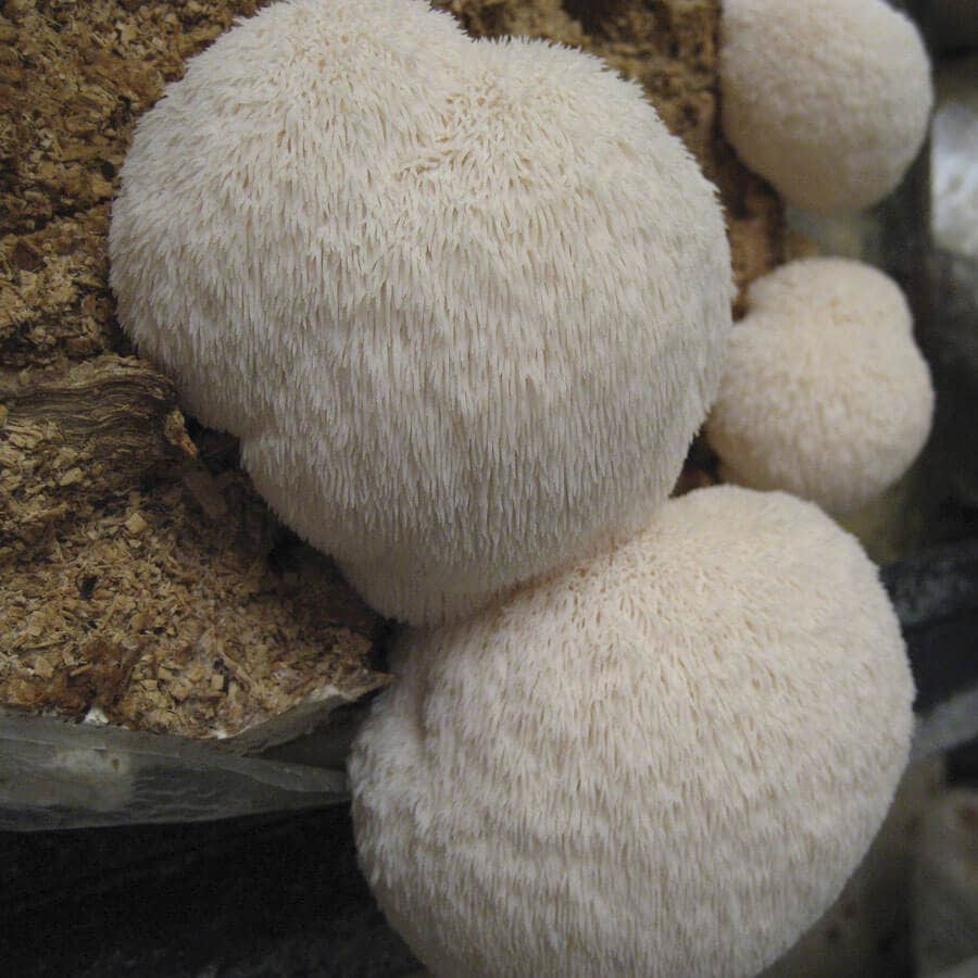 Mushroom Lion's Mane Pom Pom Countertop Kit