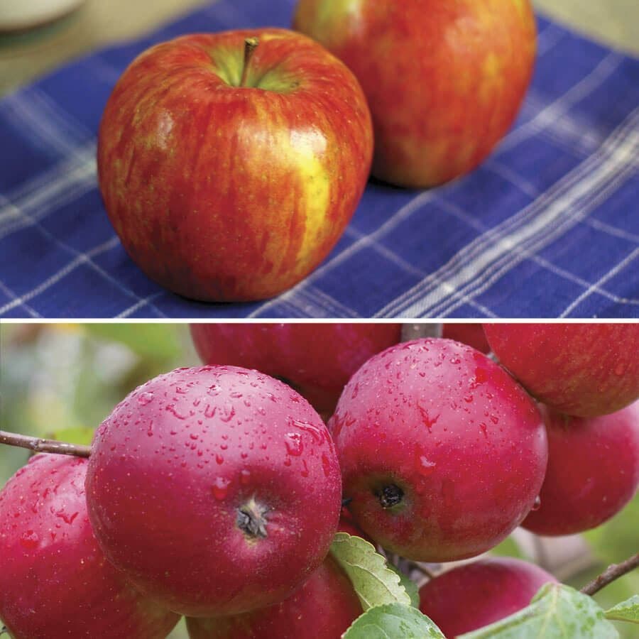 Honeycrisp™ Apple Tree Kit