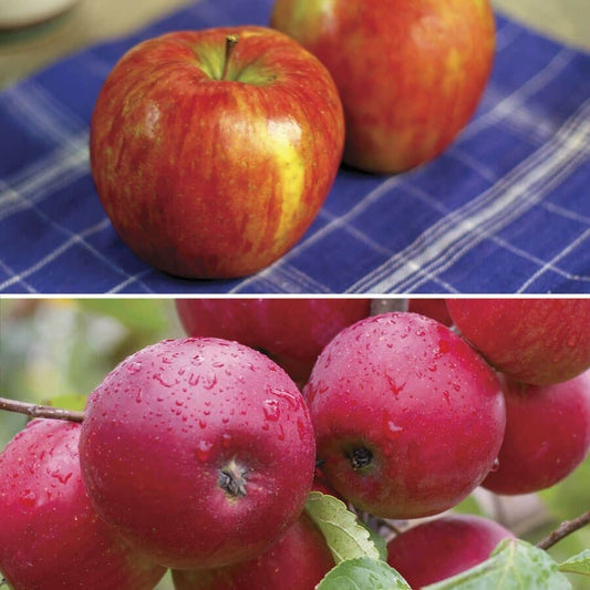 Honeycrisp™ Apple Tree Kit