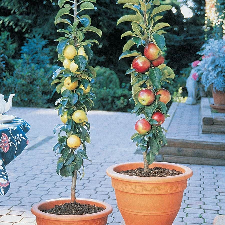 plant apple seed in pot Apple Tree Kit Patio Scarlet Sentinal™ and White Icicle™ – Park Seed