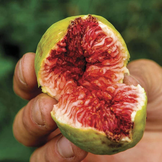 Ficus Stella™ Fig