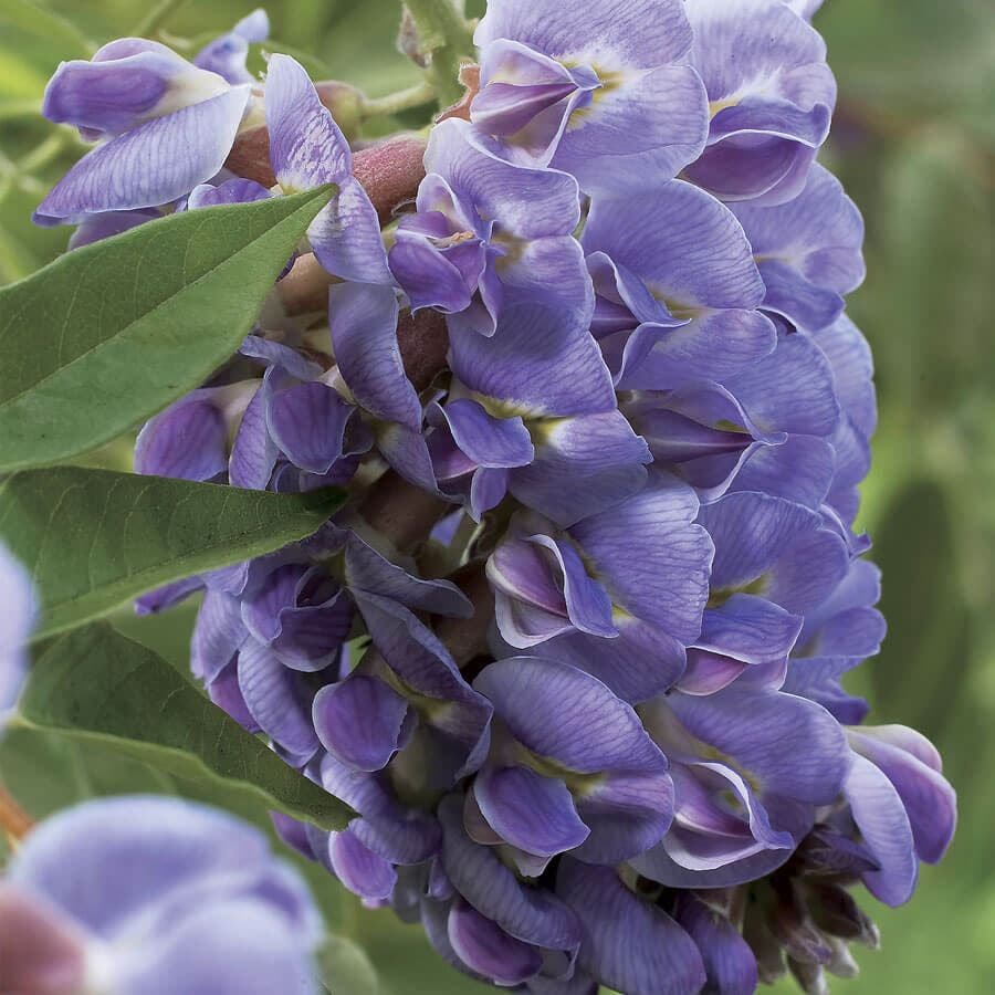 purple wisteria flower seeds Amethyst Falls Wisteria – Park Seed