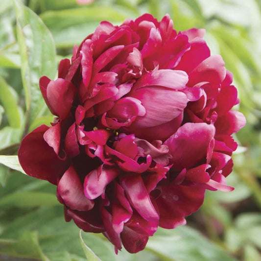 Paeonia 'Peter Brand'