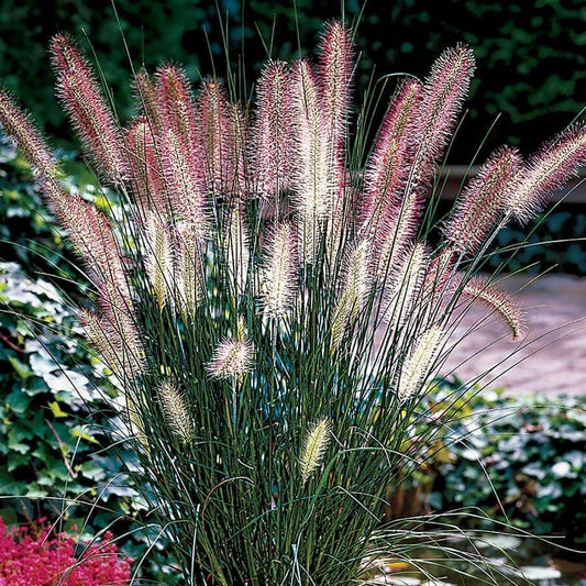 Pennisetum 'Hameln'
