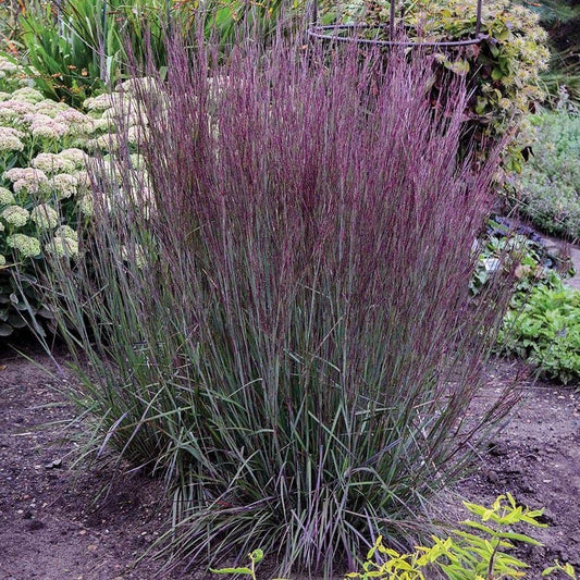 Schizachyrium Prairie Winds® 'Blue Paradise' Little Bluestem