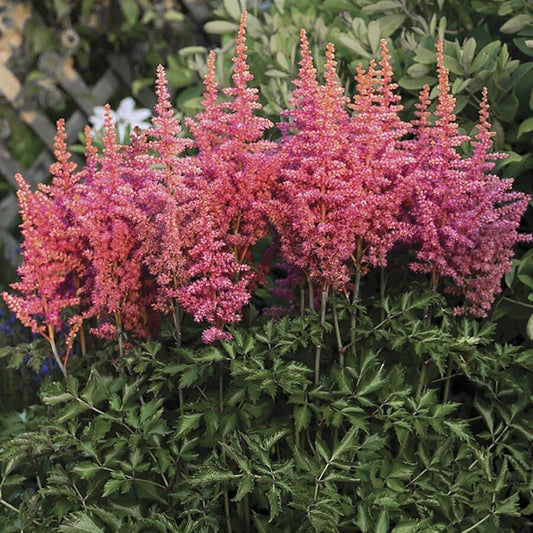 Astilbe 'Rise and Shine'