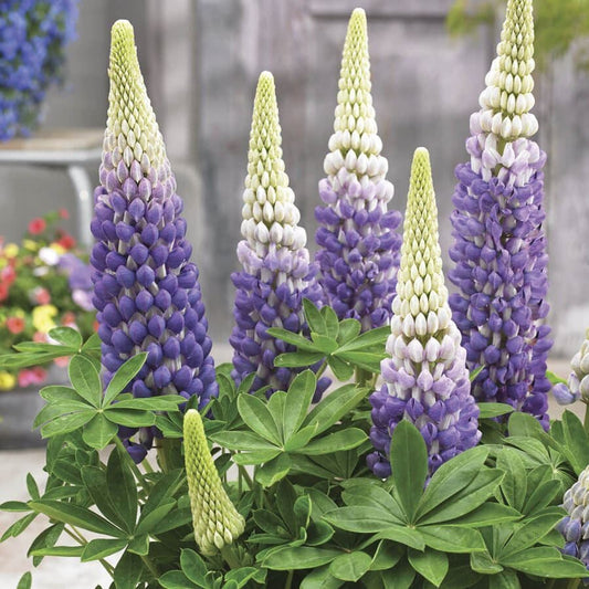 Lupinus WESTCOUNTRY™ 'Persian Slipper'