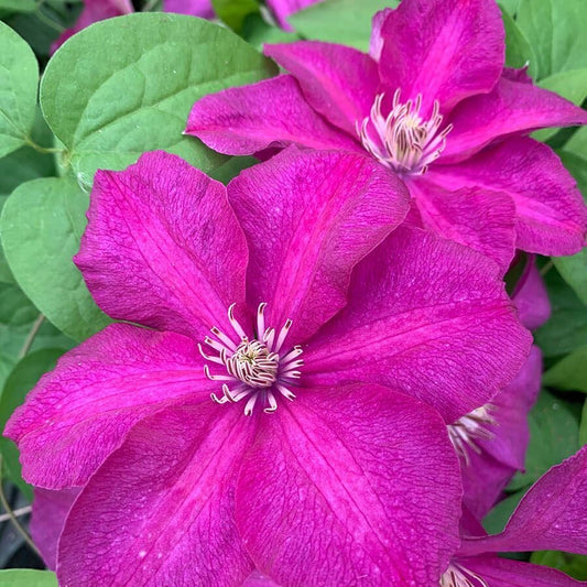 Clematis Cardinal Wyszynski