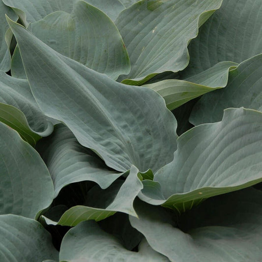 Hosta 'Flemish Sky'