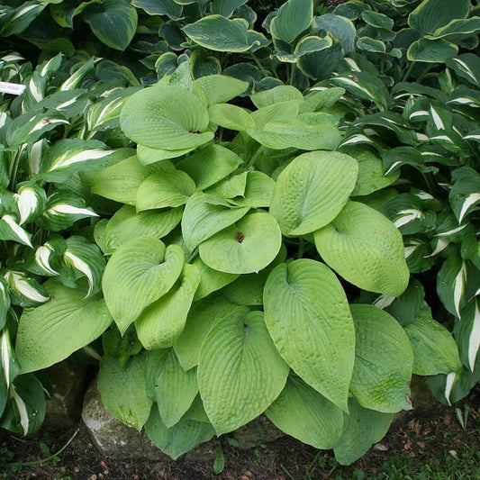 Hosta 'City Lights'
