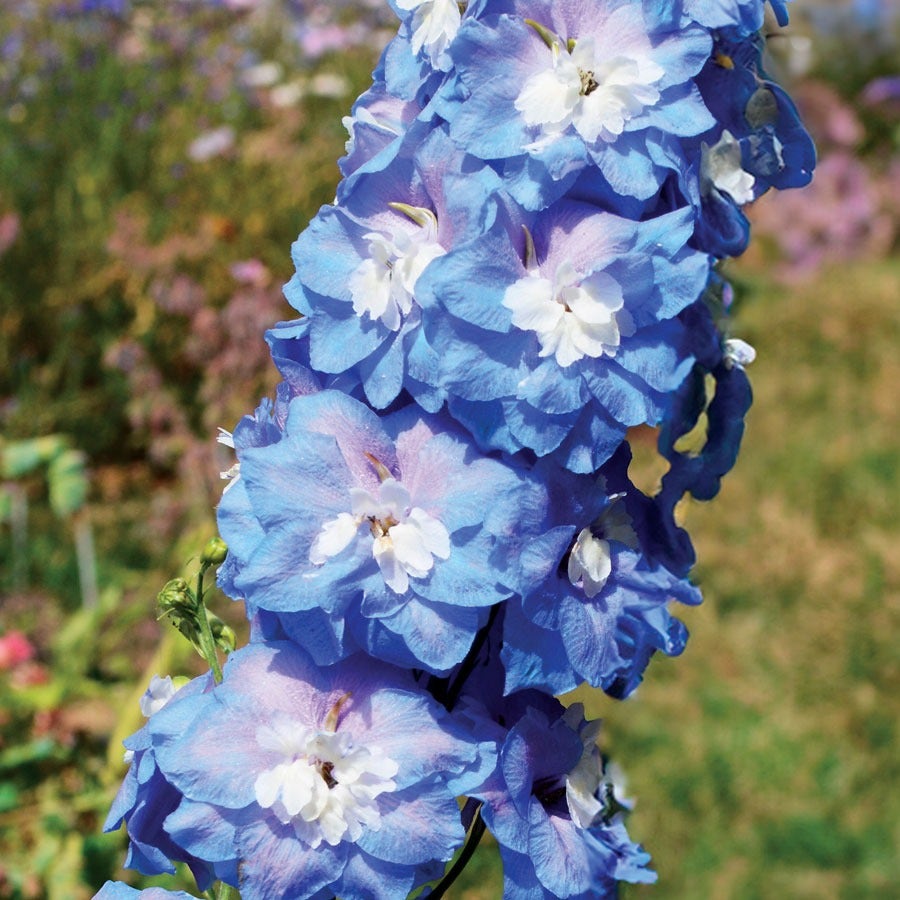 Aurora™ Blue Delphinium