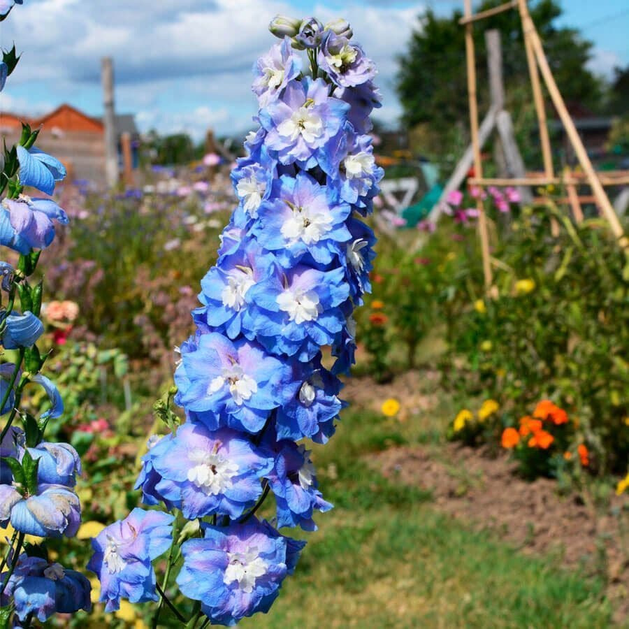 Aurora™ Blue Delphinium