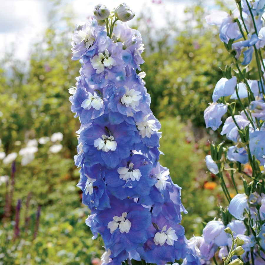 Aurora™ Blue Delphinium