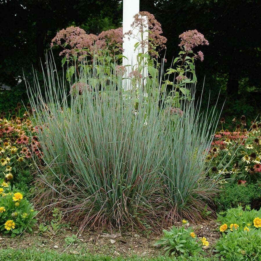 Schizachyrium 'Standing Ovation'