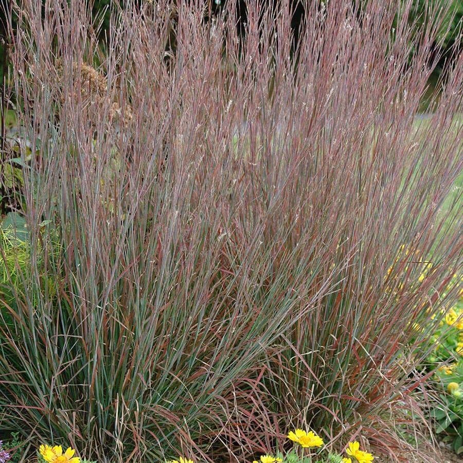 Schizachyrium 'Standing Ovation'