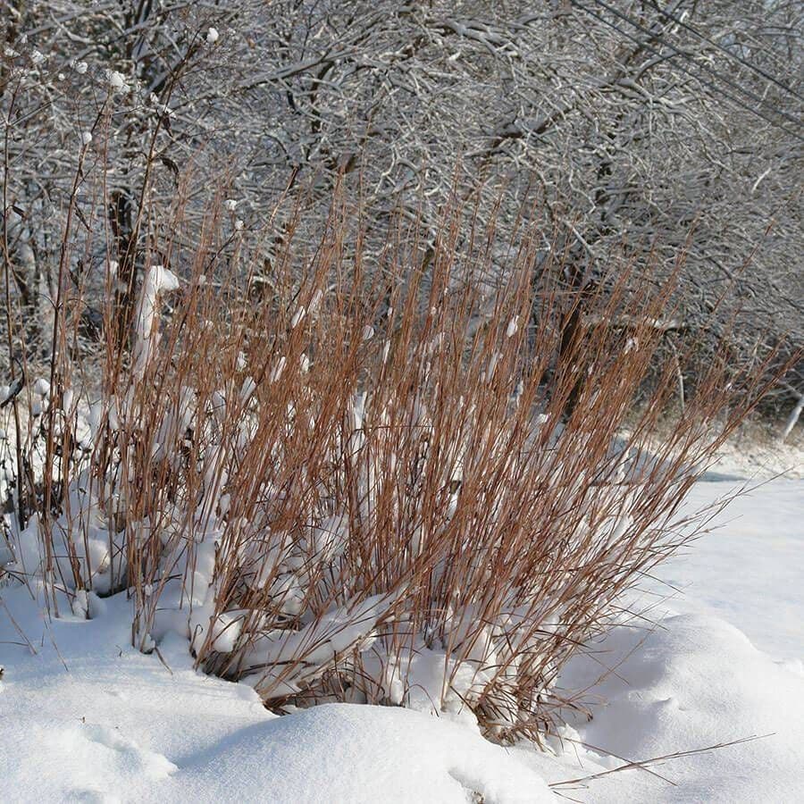 Schizachyrium 'Standing Ovation'