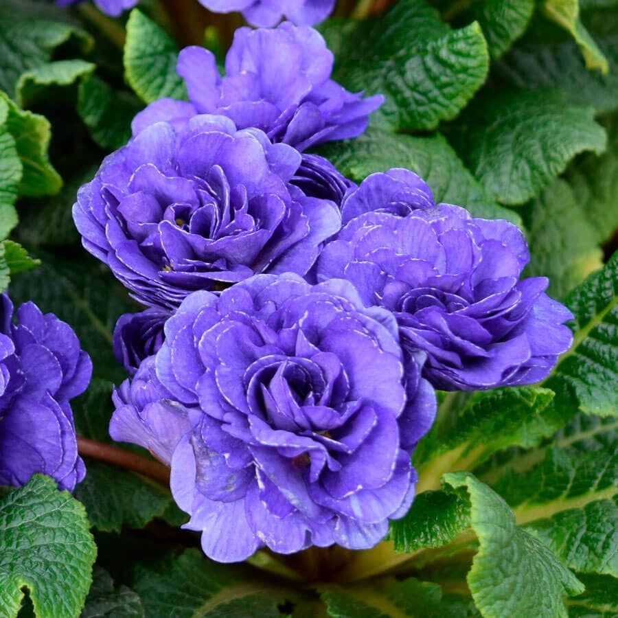 champion flower seed Primula PRIMA BELARINA® 'Blue Champion'