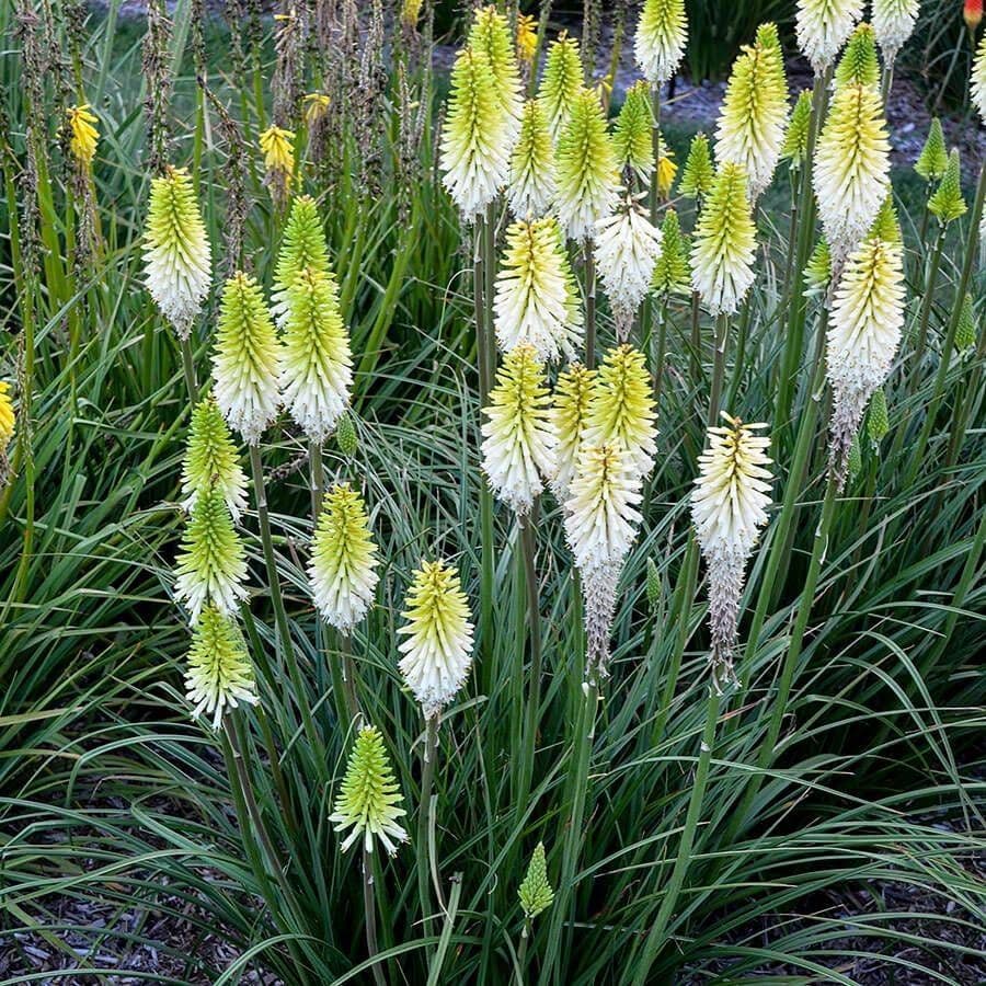 poker plant seeds Kniphofia 'Lady Luck' – Park Seed
