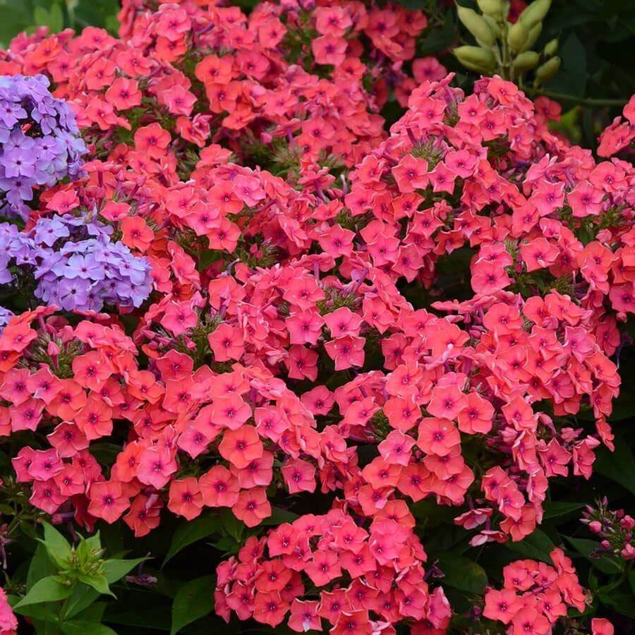 Phlox Flame™ Coral