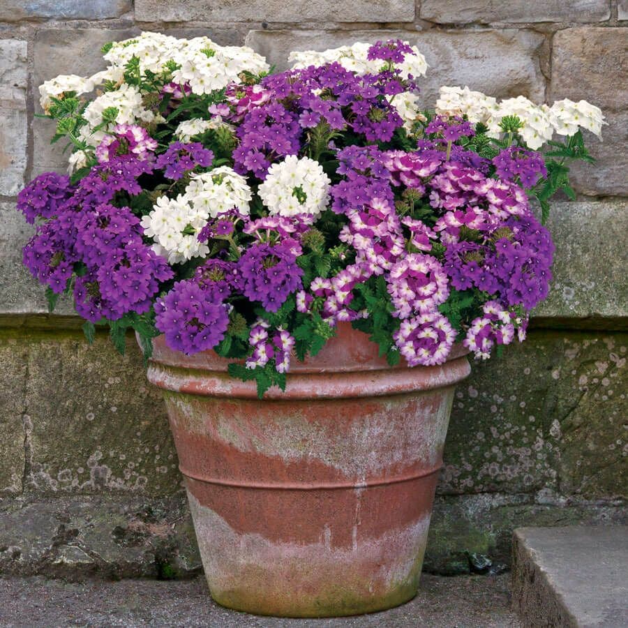 Park's Petites DuraBella® Perfectly Purple™