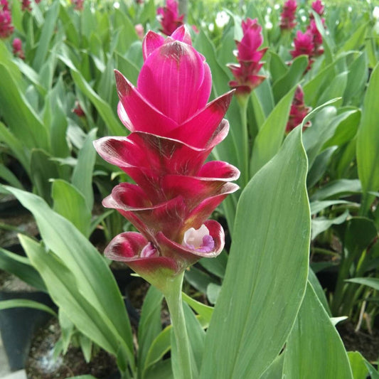 'Bangkok Ruby' Ornamental Turmeric Bulbs
