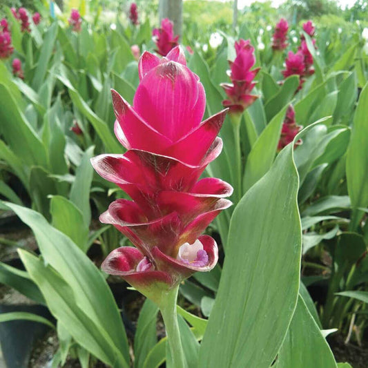 'Bangkok Ruby' Ornamental Turmeric Bulbs