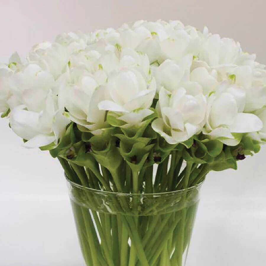 'White Jasmine' Ornamental Turmeric Bulbs